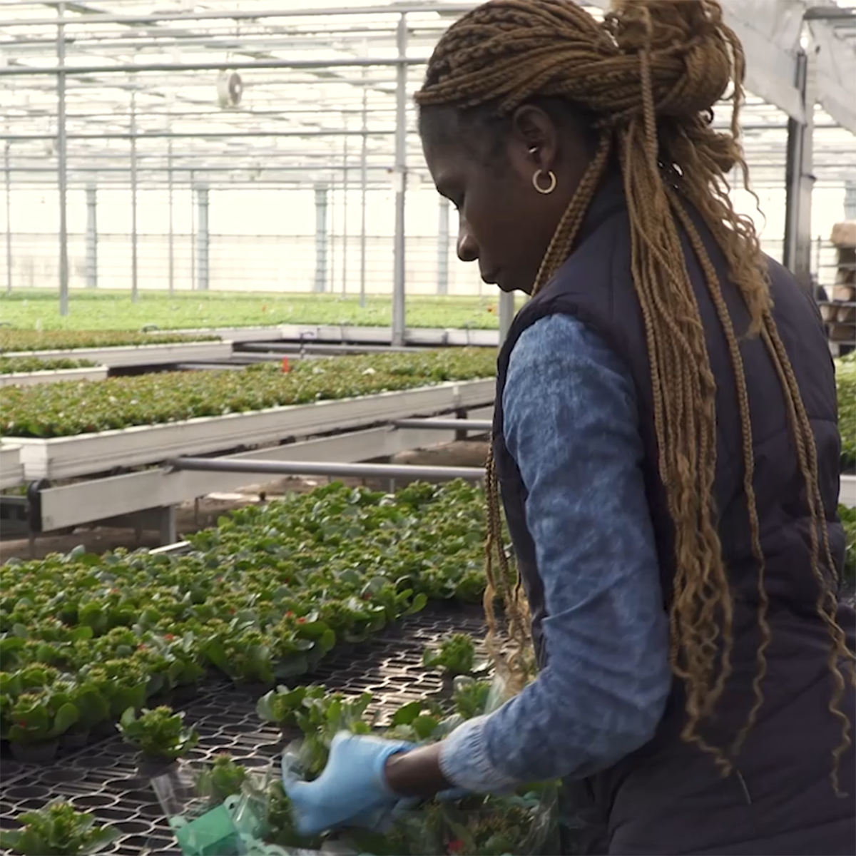 ByGrowers_gartneriarbejde_video_jan22_web22